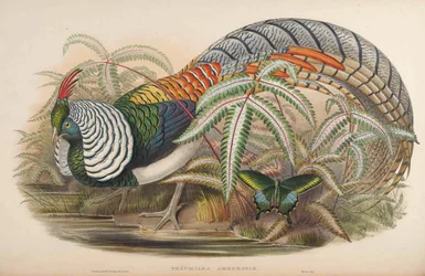 Thaumalea amherstiae = Chrysolophus amherstiae